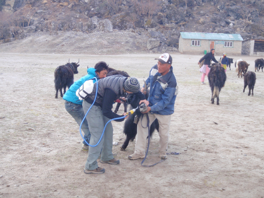 Yak Deworming
